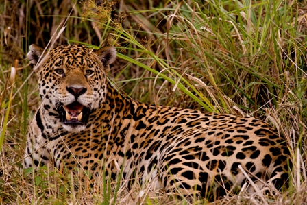 Esta imagem tem um texto alternativo em branco, o nome da imagem é 1795-pantanal-sul-miranda-ms-foto-de-amos-nachoum.jpg